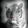ArcticTiger